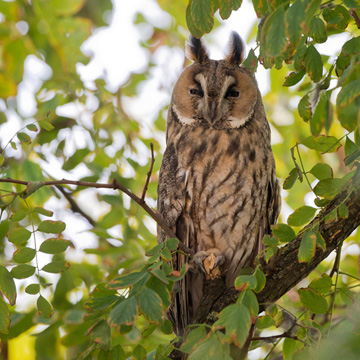 Long-eared Owl