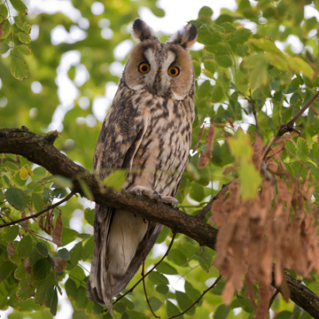 Long-eared Owl