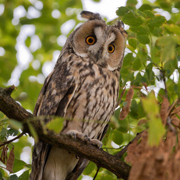 Long-eared Owl