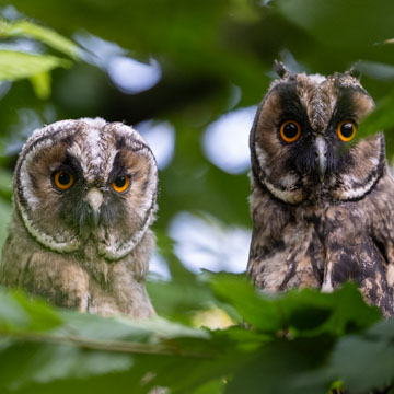 Long-eared Owl