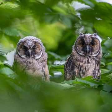Long-eared Owl