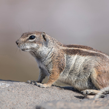 Barbary Ground Squirrel