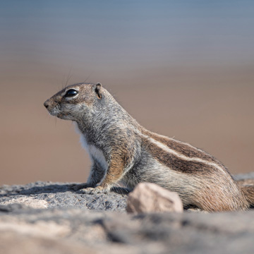 Barbary Ground Squirrel