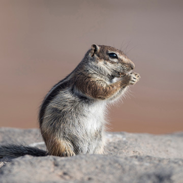 Barbary Ground Squirrel