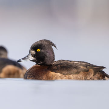Tufted Duck