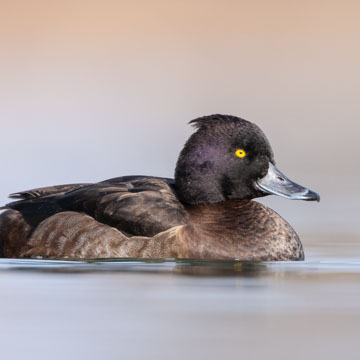 Tufted Duck