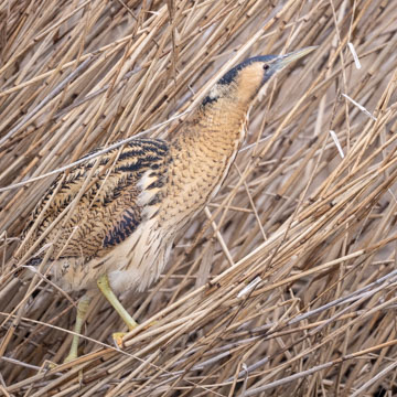 Eurasian Bittern