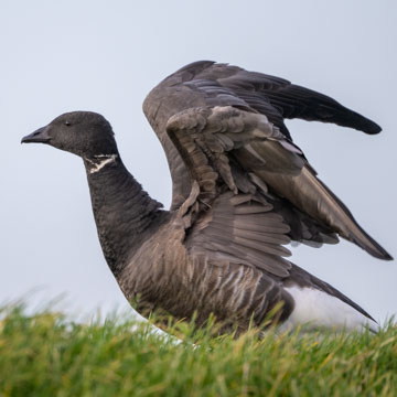 Brant Goose