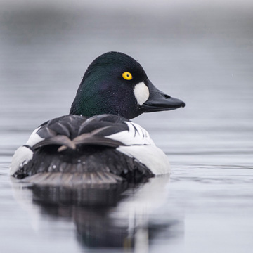 Common Goldeneye