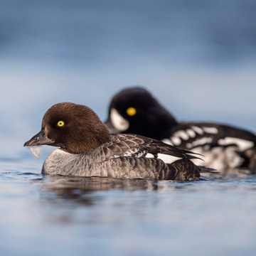 Barrow's Goldeneye