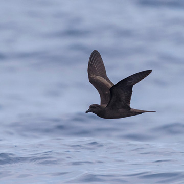 Bulwer's Petrel