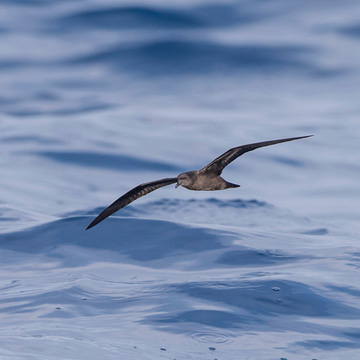Bulwer's Petrel