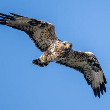 Raufussbussard