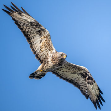 Raufussbussard