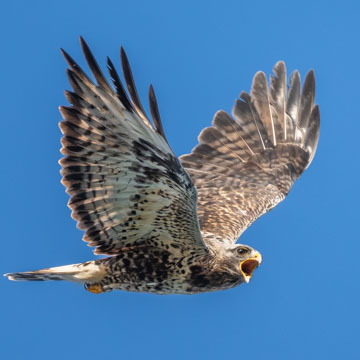 Raufussbussard