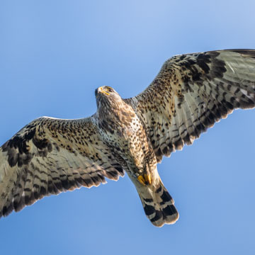 Raufussbussard