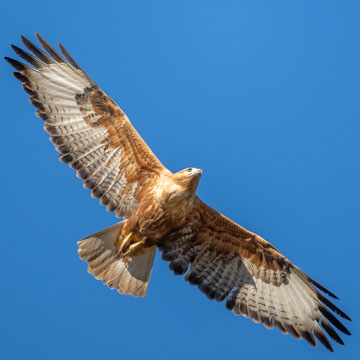 Long-legged Buzzard