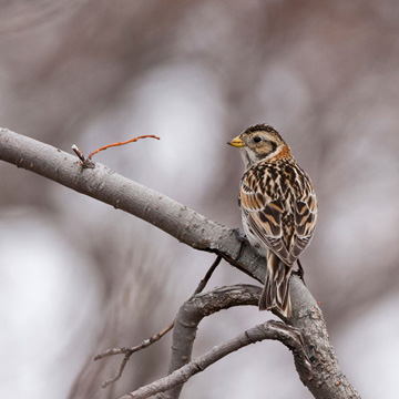 Lapland Longspur