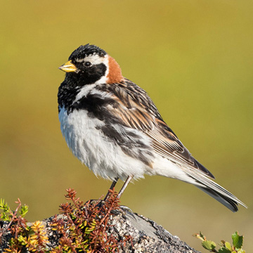 Lapland Longspur