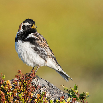 Lapland Longspur