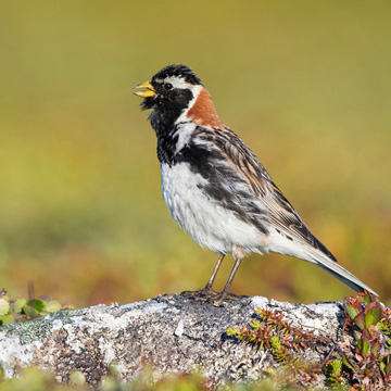 Lapland Longspur