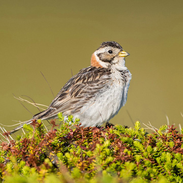 Lapland Longspur