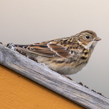 Lapland Longspur