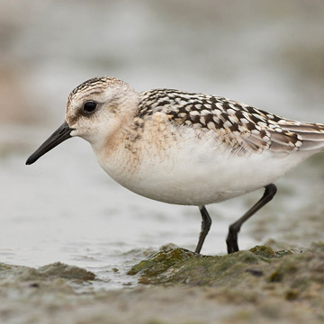 Sanderling