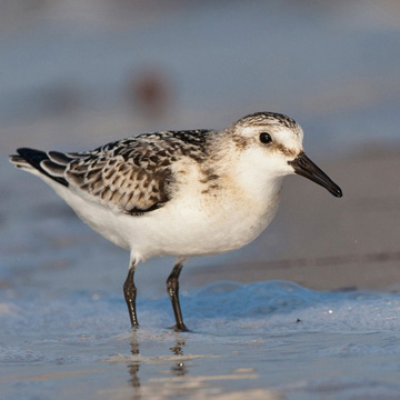 Sanderling