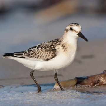 Sanderling