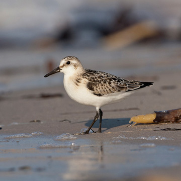 Sanderling