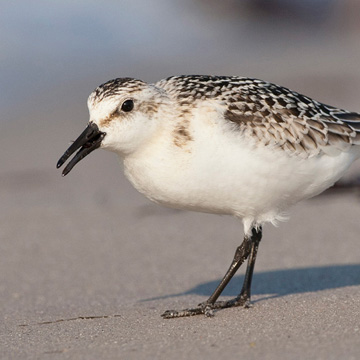 Sanderling