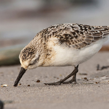 Sanderling