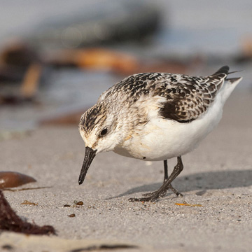 Sanderling