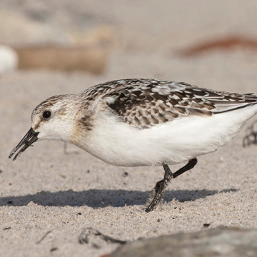 Sanderling