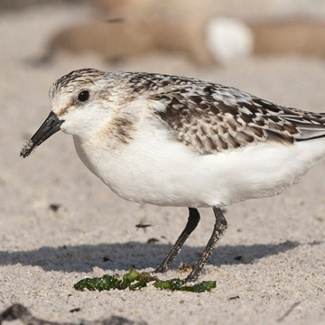 Sanderling