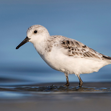 Sanderling