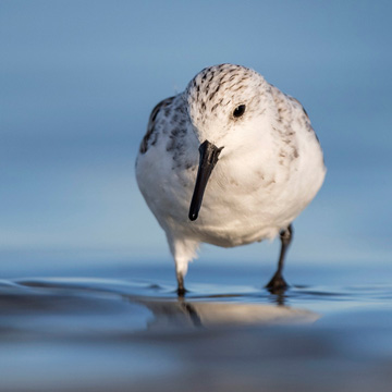 Sanderling
