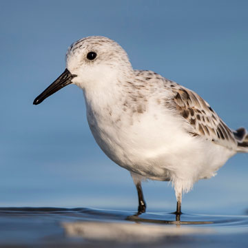 Sanderling