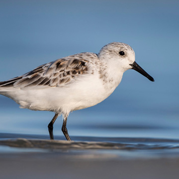 Sanderling