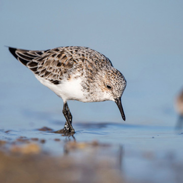 Sanderling