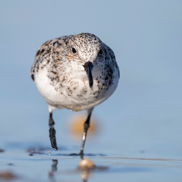 Sanderling