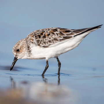 Sanderling