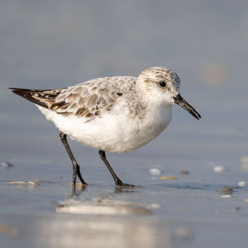 Sanderling