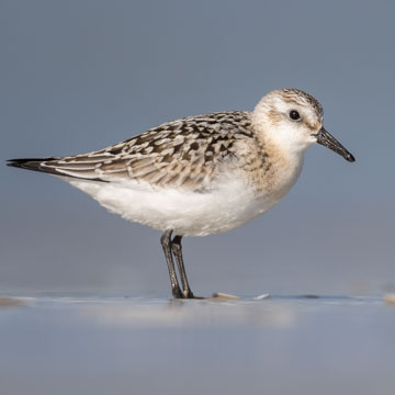 Sanderling