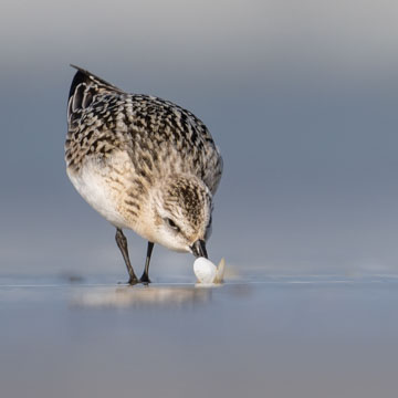 Sanderling