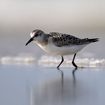 Sanderling