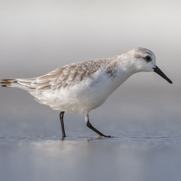 Sanderling