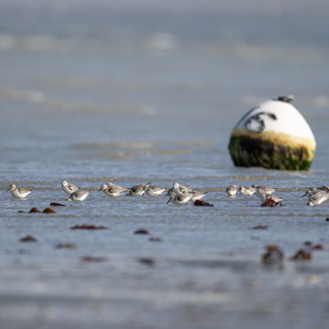 Sanderling