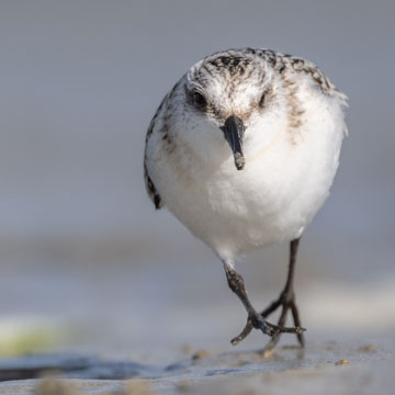 Sanderling